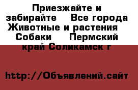Приезжайте и забирайте. - Все города Животные и растения » Собаки   . Пермский край,Соликамск г.
